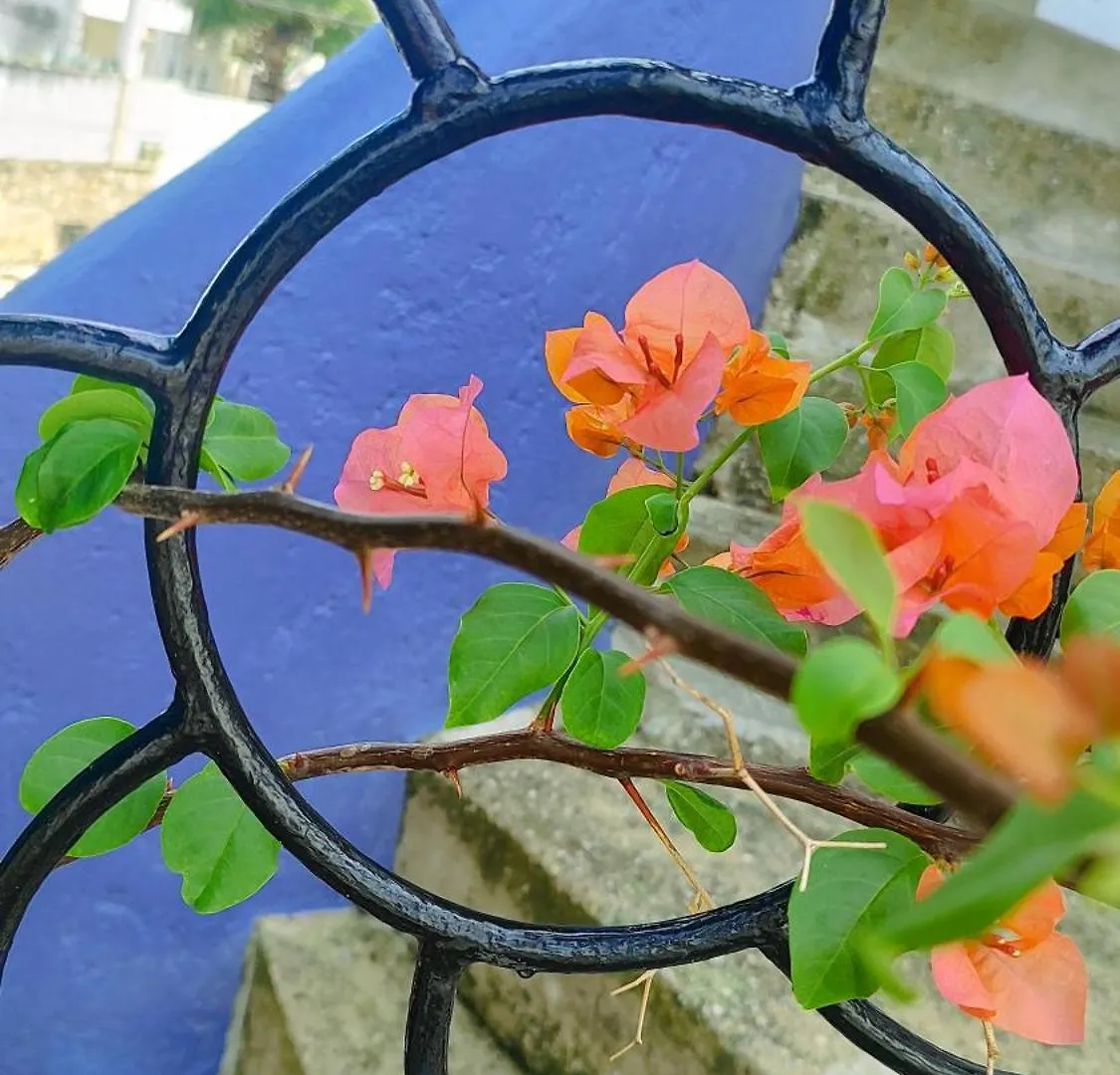 Amaranto Bed And Breakfast Cozumel Couette-café