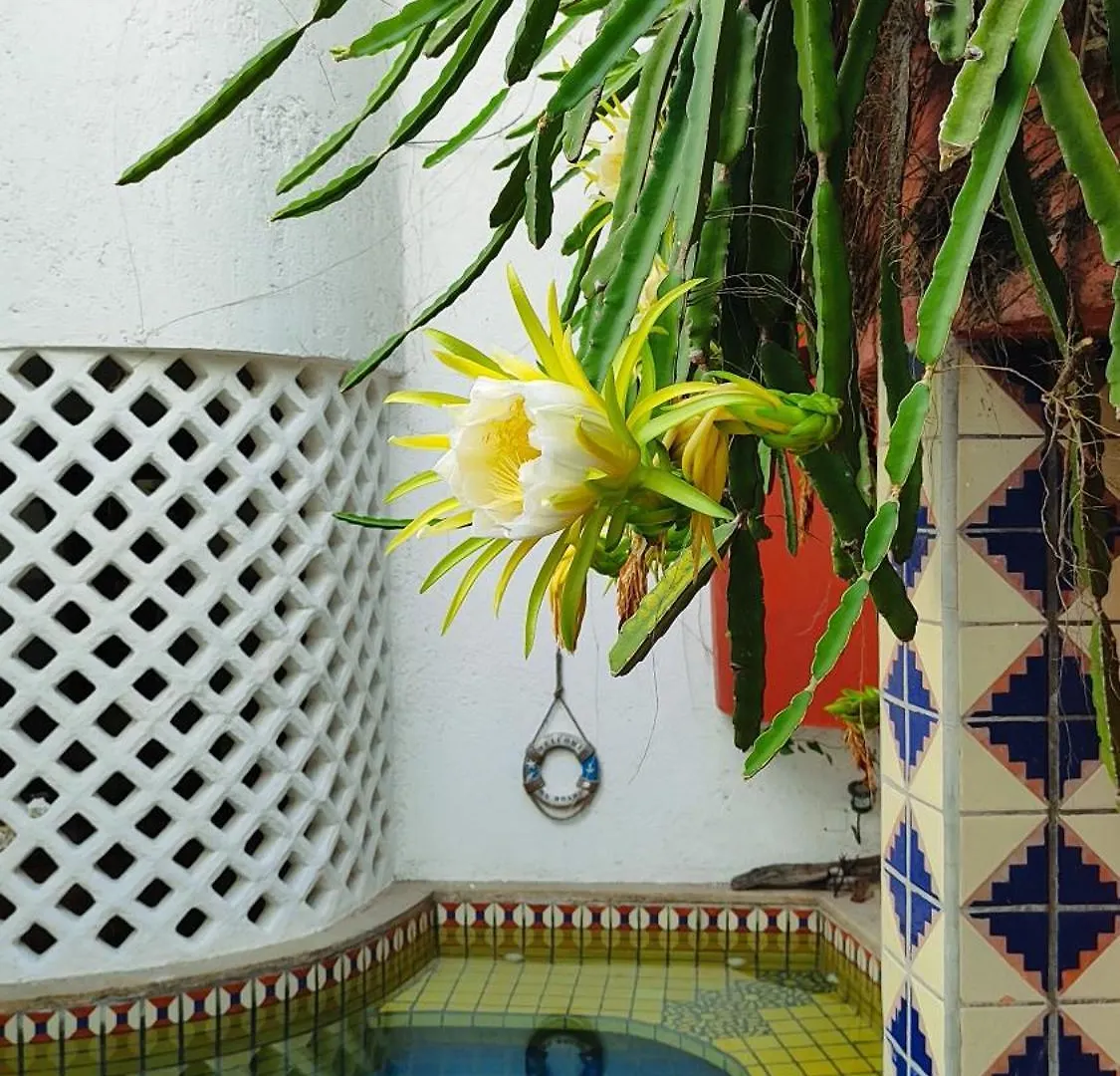 Amaranto Bed And Breakfast Cozumel Nocleg ze śniadaniem