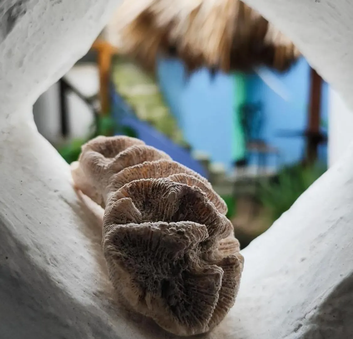 Amaranto Bed And Breakfast Cozumel Mexico